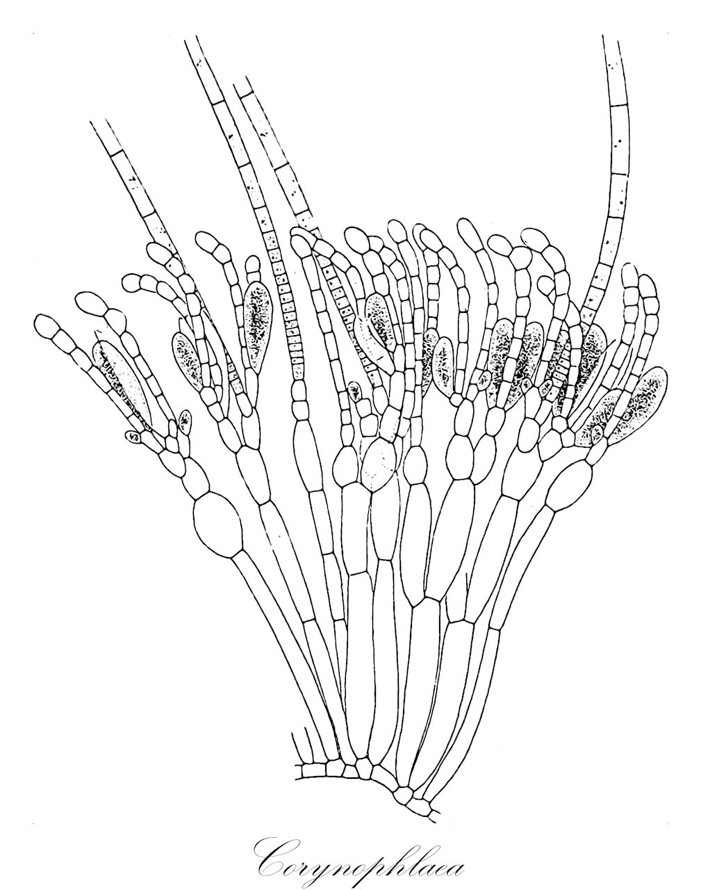 Corynophlaea - Chordariaceae,Biota,Chromista,Ochrophyta,Phaeophyceae,Chordariales,Chordariaceae,Corynophlaea