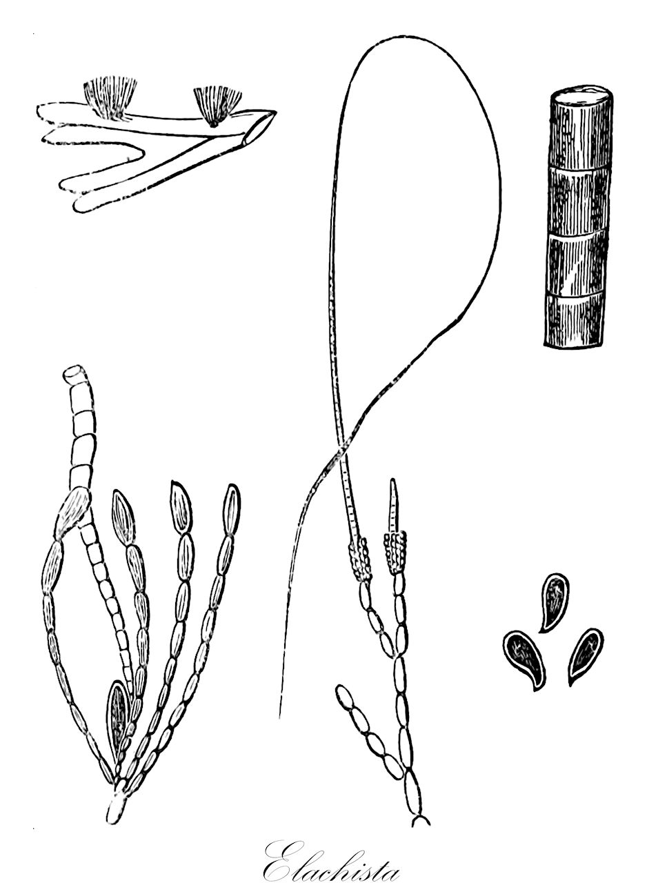 Elachista - Chordariaceae,Biota,Chromista,Ochrophyta,Phaeophyceae,Chordariales,Chordariaceae,Elachista,Areschougia, Centrospora, Opospermum, Philippia, Philippiella, Phycophila, Portphillipia, Symphoricoccus