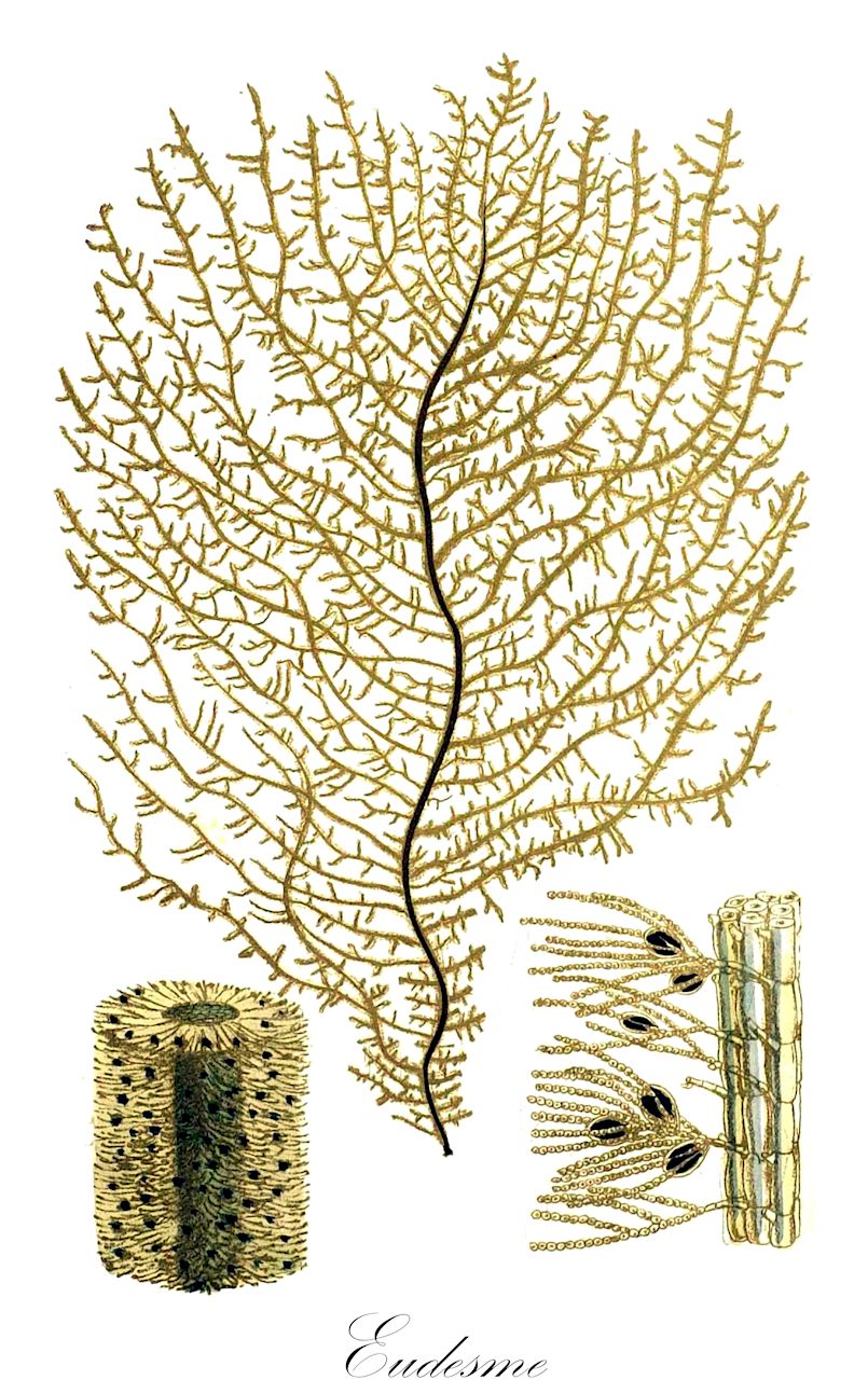 Eudesme - Ochrophyta,Biota,Chromista,Ochrophyta,Phaeophyceae,Chordariales,Chordariaceae,Eudesme,Aegira