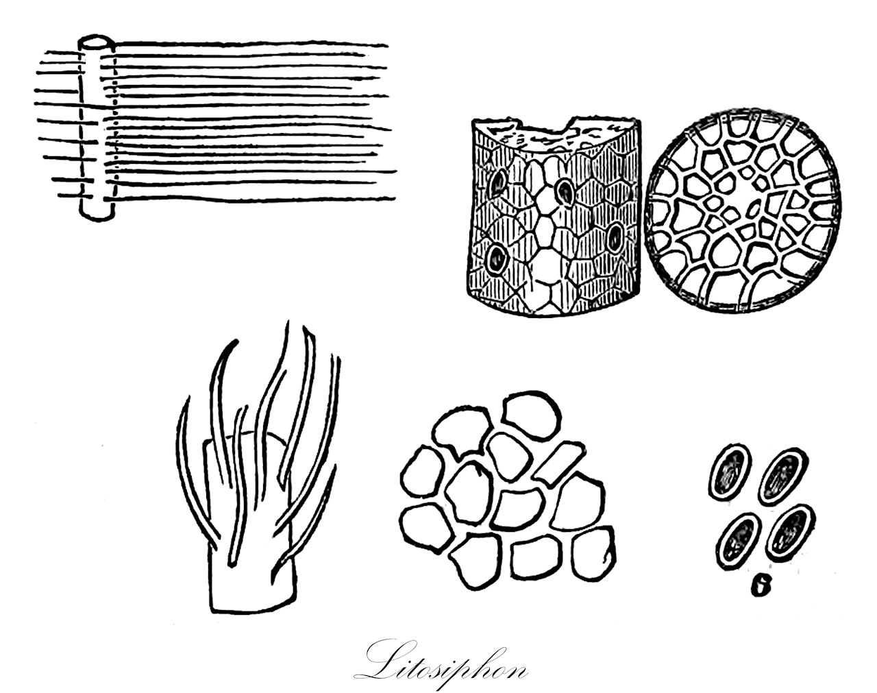 Litosiphon - Chordariaceae,Biota,Chromista,Ochrophyta,Phaeophyceae,Chordariales,Chordariaceae,Litosiphon