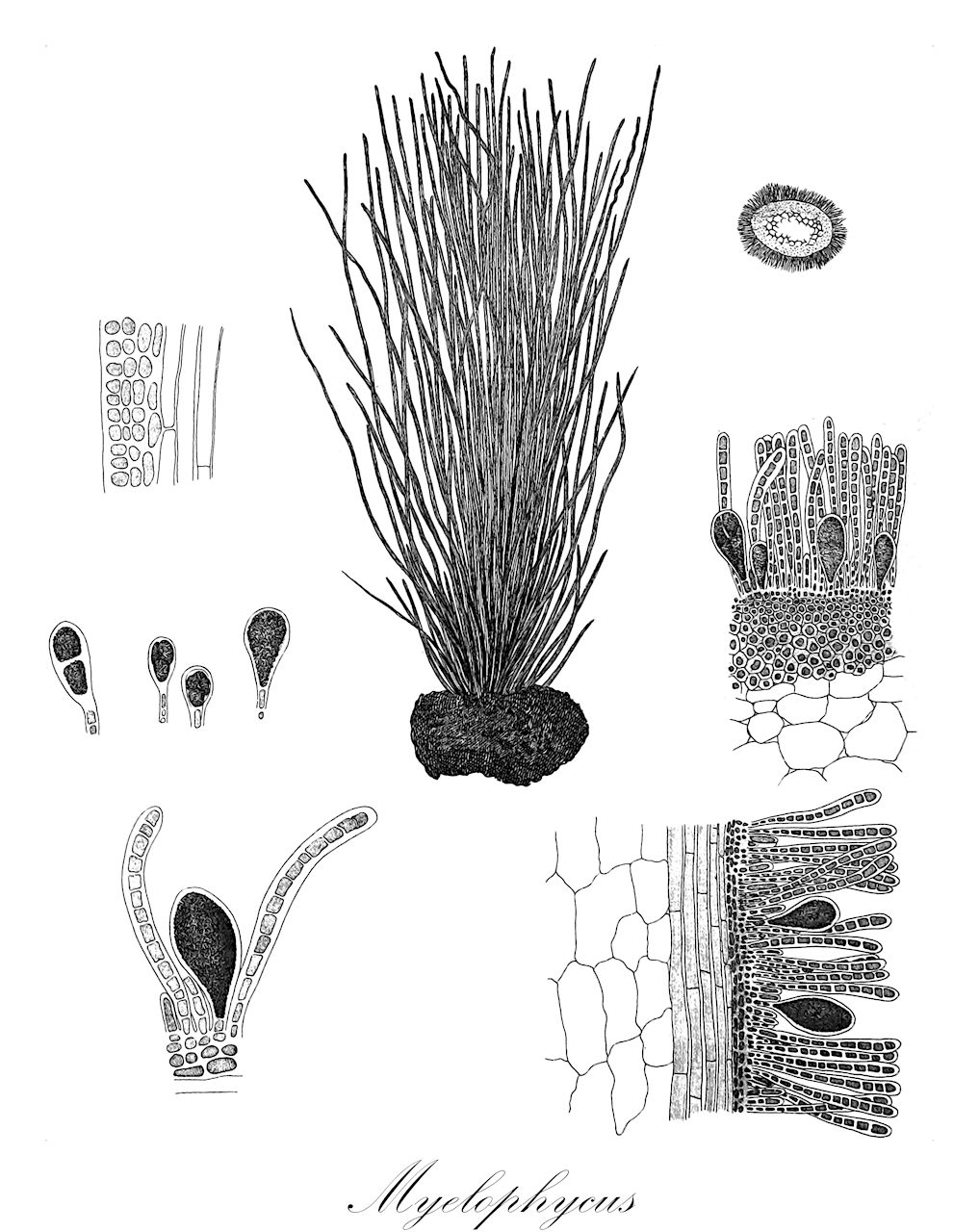 Myelophycus - Chordariaceae