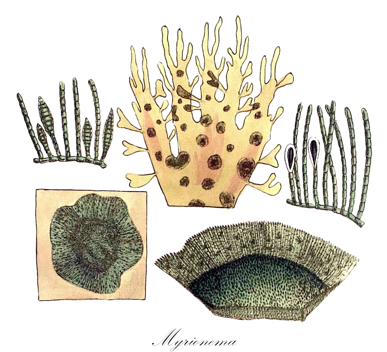 Myrionema - Chordariaceae,Biota,Chromista,Ochrophyta,Phaeophyceae,Chordariales,Chordariaceae,Myrionema,Phaeosphaerium