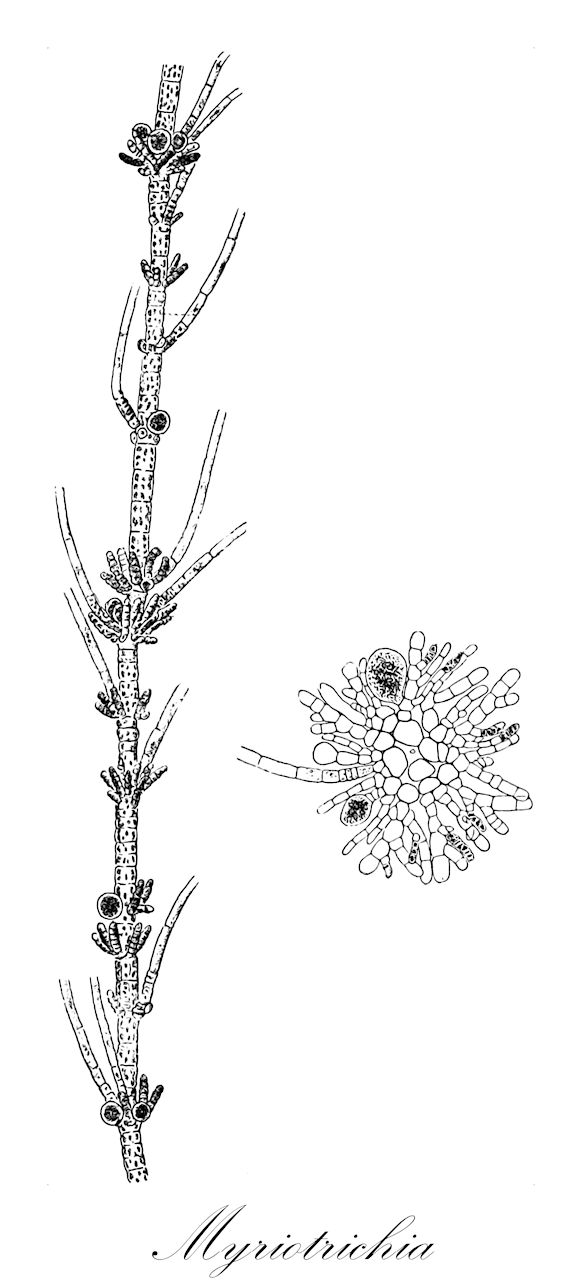 Myriotrichia - Chordariaceae,Biota,Chromista,Ochrophyta,Phaeophyceae,Chordariales,Chordariaceae,Myriotrichia,Endodictyon, Streblonema