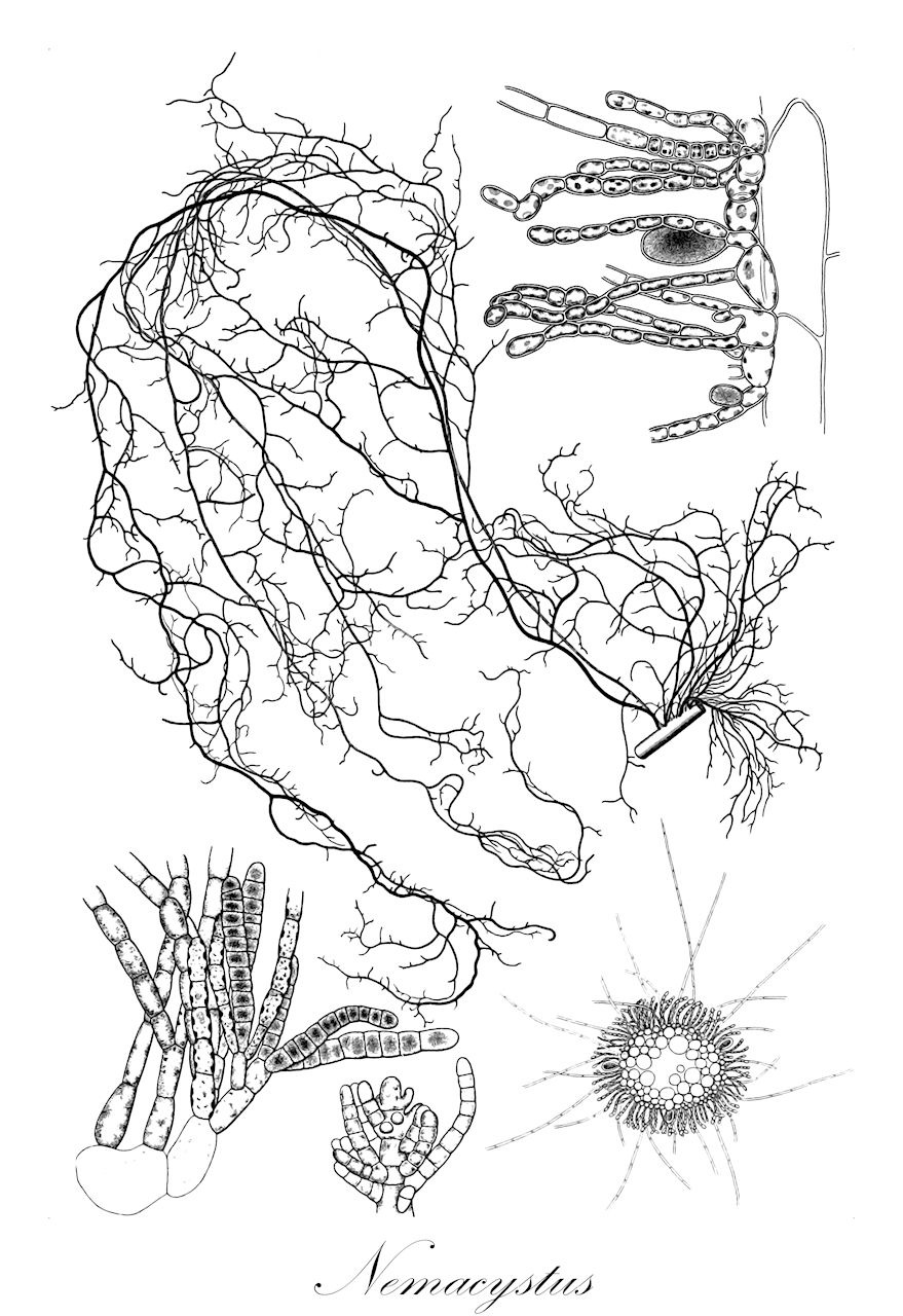 Nemacystus - Orchidaceae,Biota,Chromista,Ochrophyta,Phaeophyceae,Chordariales,Chordariaceae,Nemacystus,Liebmannia, Meneghiniella