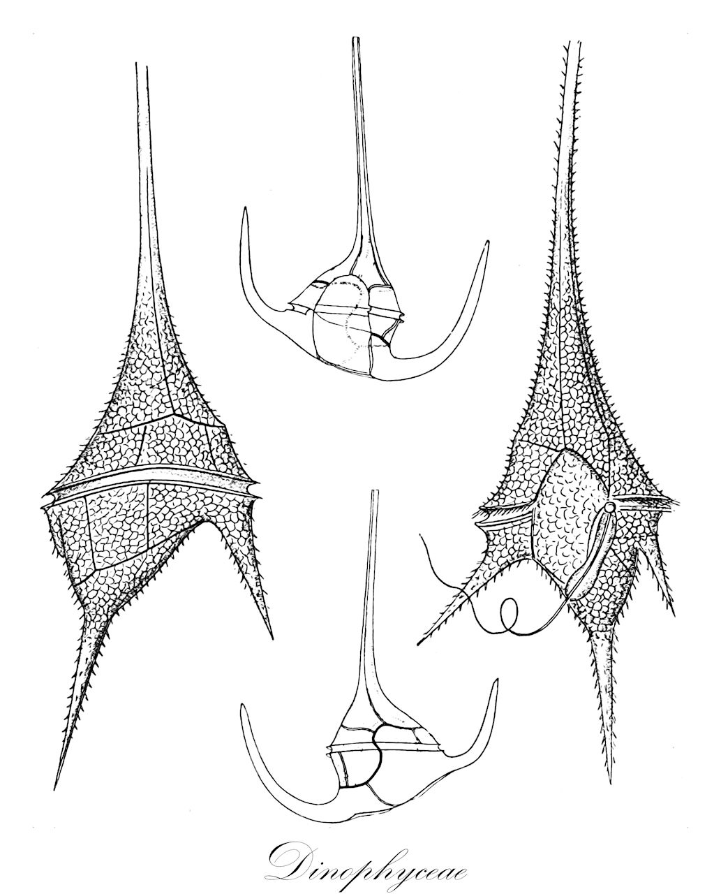 Dinophyceae - Chromista,Biota,Chromista,Miozoa,Dinophyceae