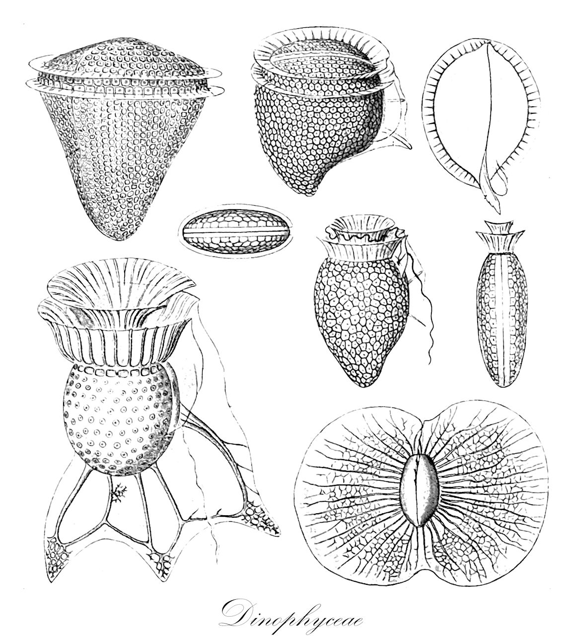 Dinophyceae - Chromista,Biota,Chromista,Miozoa,Dinophyceae