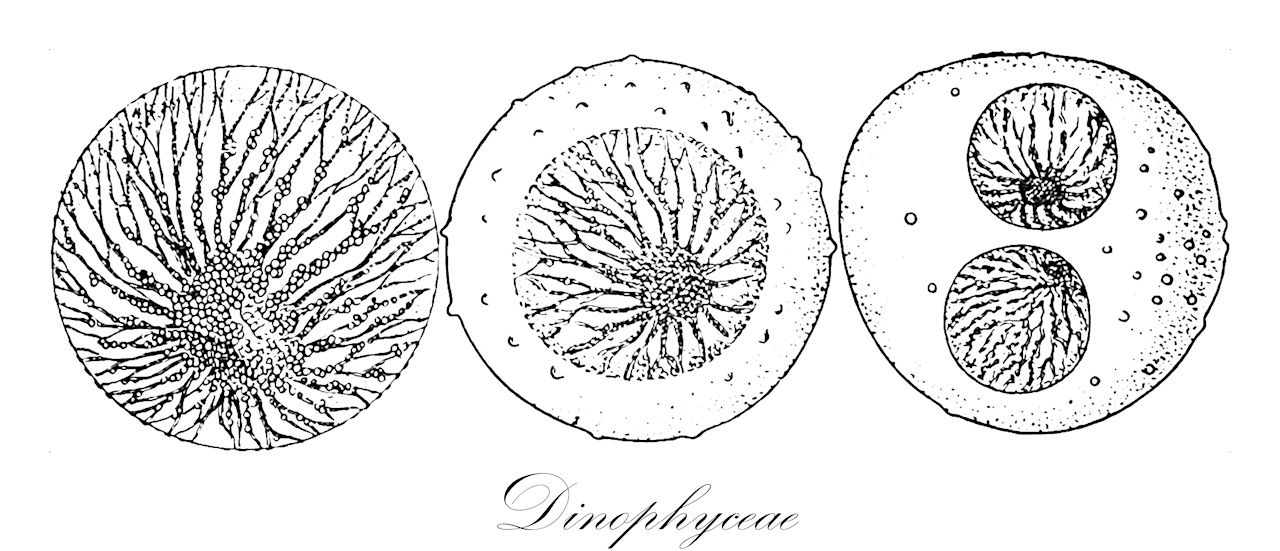 Dinophyceae - Chromista,Biota,Chromista,Miozoa,Dinophyceae