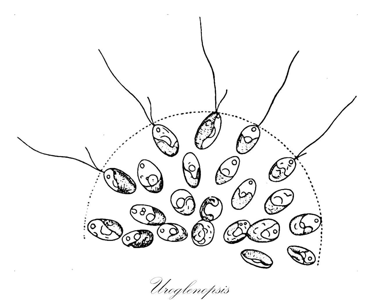 Uroglenopsis - Palmellaceae,Biota,Chromista,Ochrophyta,Chrysophyceae,Chromulinales,Chromulinaceae,Uroglenopsis