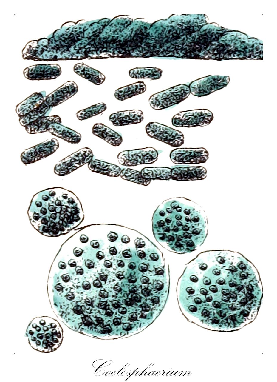 Coelosphaerium - Cyanobacteria,Biota,Bacteria,Negibacteria,Cyanobacteria,Cyanophyceae,Chroococcales,Chroococcaceae,Coelosphaerium