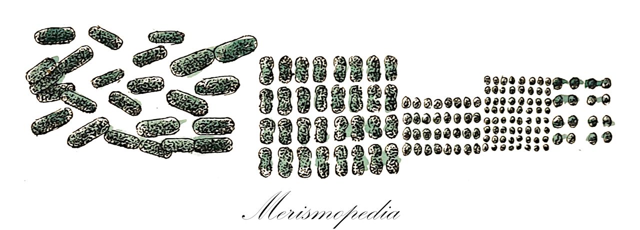 Merismopedia - Cyanobacteria,Biota,Bacteria,Negibacteria,Cyanobacteria,Cyanophyceae,Chroococcales,Chroococcaceae,Merismopedia