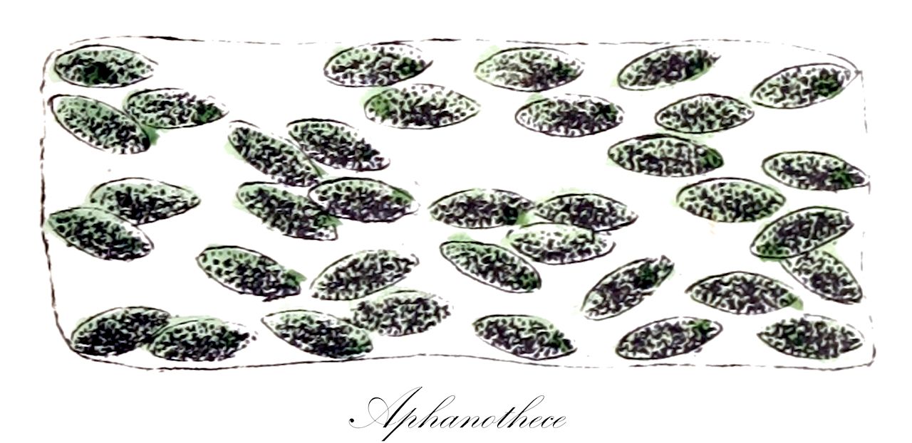 Aphanothece - Cyanobacteria,Biota,Bacteria,Negibacteria,Cyanobacteria,Cyanophyceae,Chroococcales,Chroococcaceae,Aphanothece