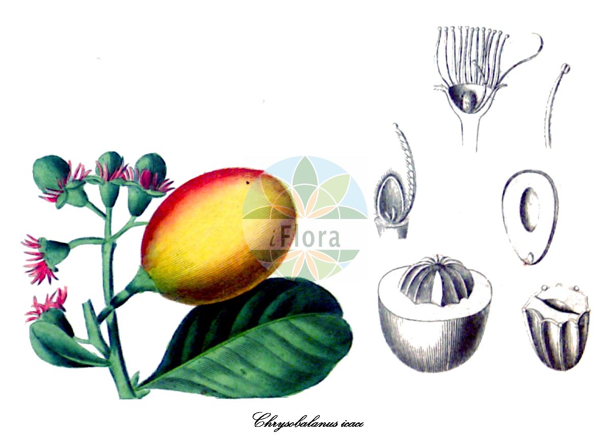 Historische Abbildung von Chrysobalanus icaco (Coco-plum). Das Bild zeigt Blatt, Bluete, Frucht und Same. ---- Historical Drawing of Chrysobalanus icaco (Coco-plum). The image is showing leaf, flower, fruit and seed.(Chrysobalanus icaco,Coco-plum,Chrysobalanus,Chrysobalanaceae,Coco-plum Family,Blatt,Bluete,Frucht,Same,leaf,flower,fruit,seed,Spach (1834-1847))