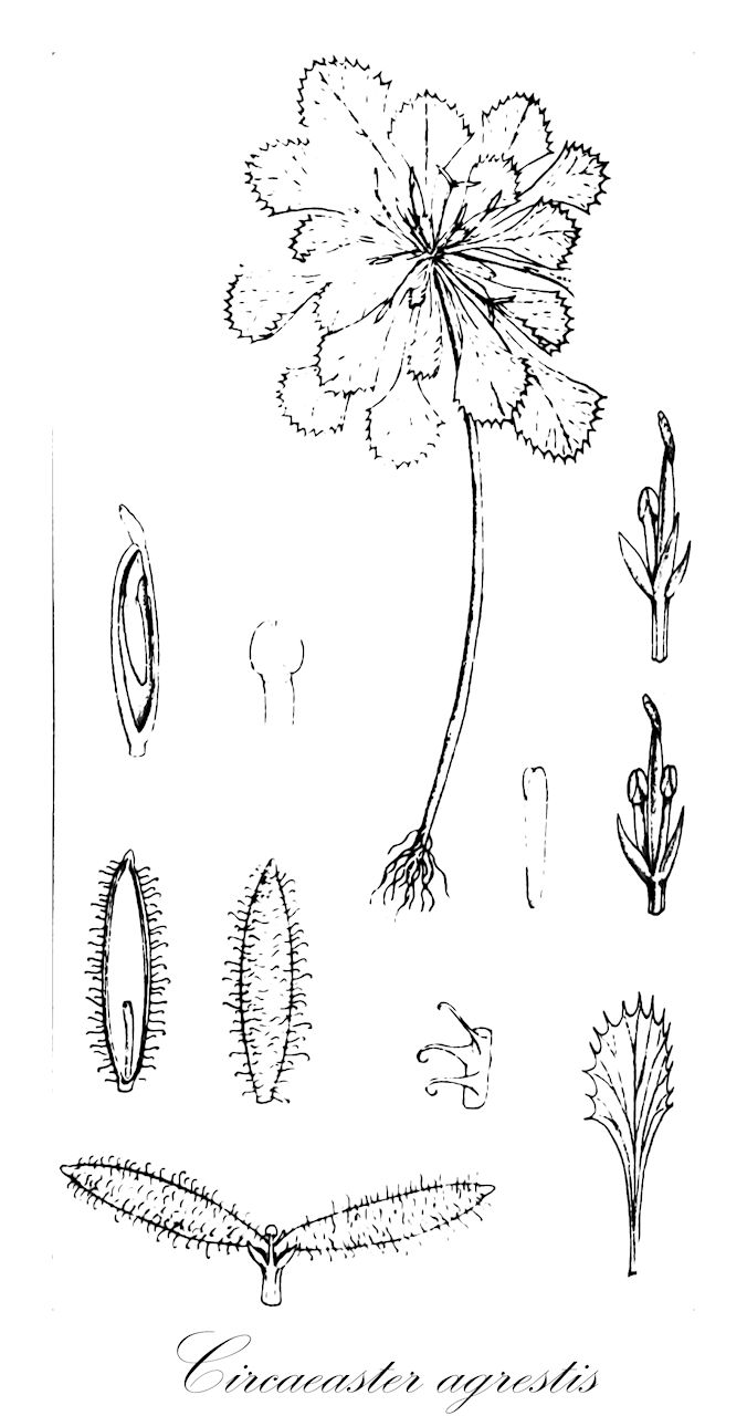 Circaeaster agrestis - Circaeasteraceae,Plantae,Pteridobiotina,Angiosperms,Ranunculales,Circaeasteraceae,Circaeaster,Circaeaster agrestis