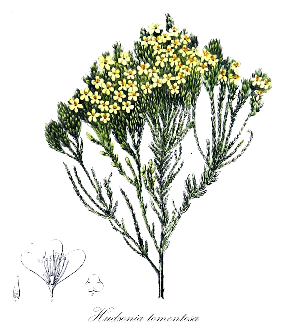 Hudsonia tomentosa - Cistaceae,Hudsonia ericoides, Hudsonia ericoides subsp. tomentosa, Hudsonia maritima, Hudsonia tomentosa var. tomentosa,Plantae,Pteridobiotina,Angiosperms,Malvales,Cistaceae,Hudsonia,Hudsonia tomentosa