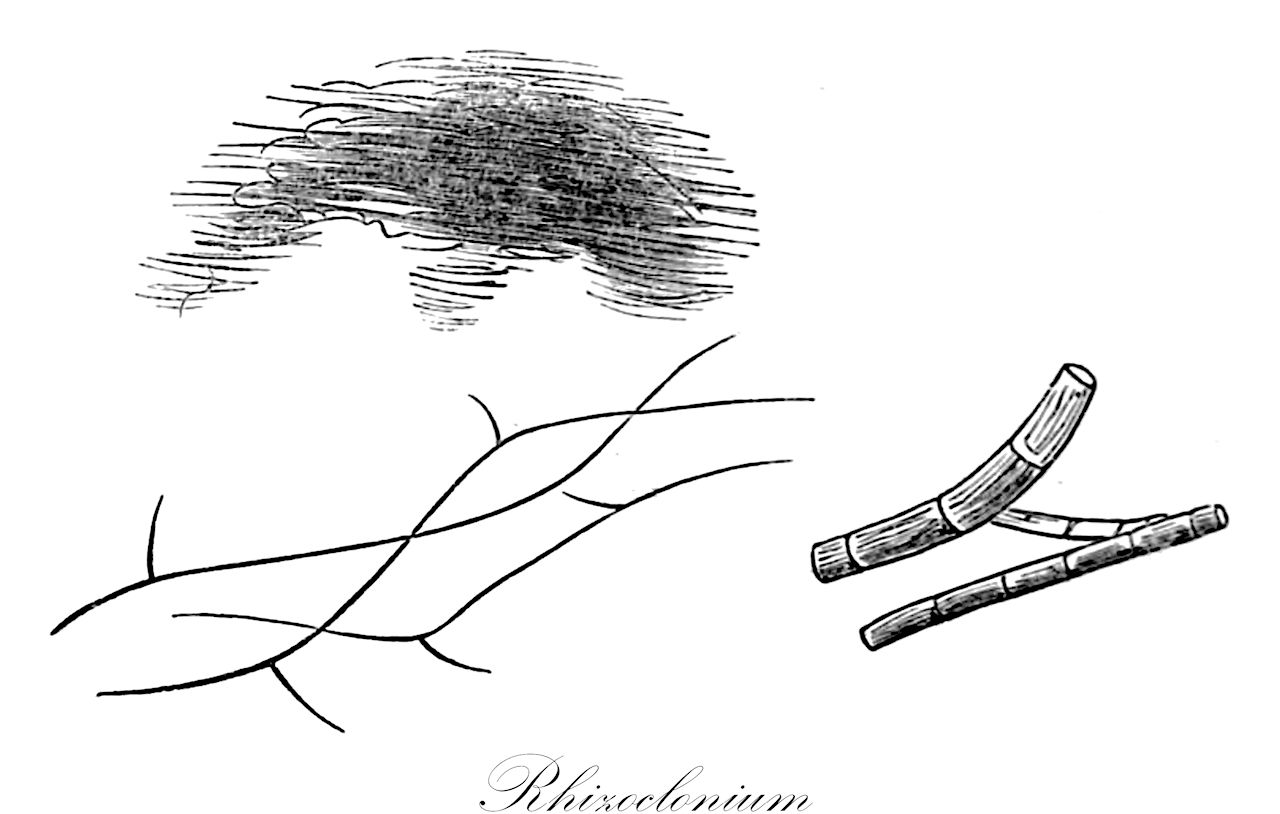 Rhizoclonium - Cladophoraceae,Biota,Plantae,Chlorophyta,Chlorophytina,Ulvophyceae,Cladophorales,Cladophoraceae,Rhizoclonium,Rama