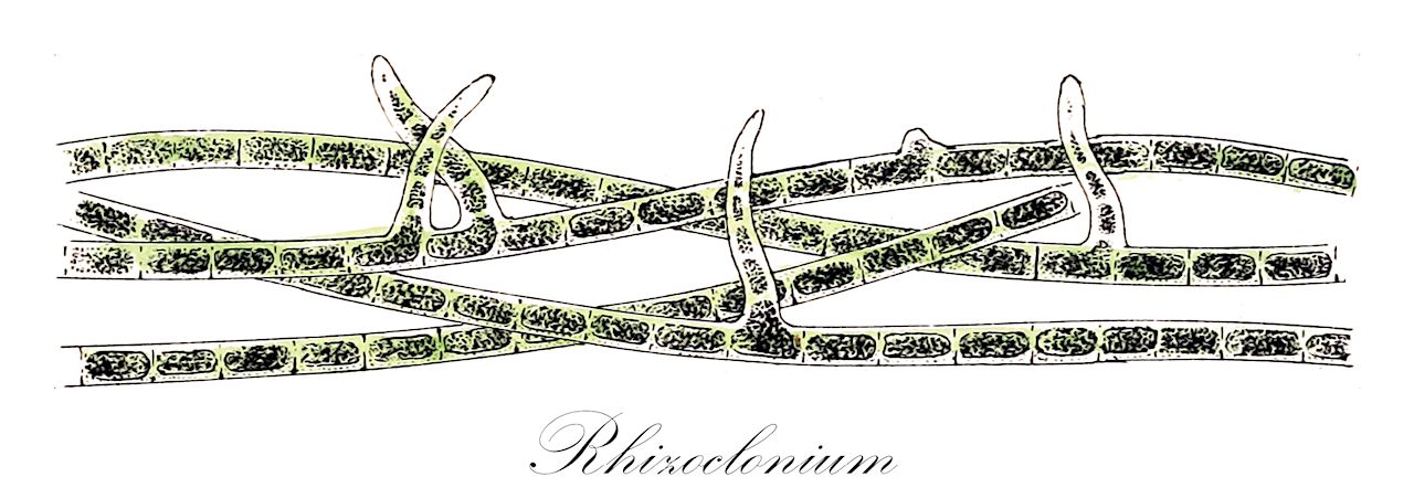 Rhizoclonium - Cladophoraceae,Biota,Plantae,Chlorophyta,Chlorophytina,Ulvophyceae,Cladophorales,Cladophoraceae,Rhizoclonium,Rama