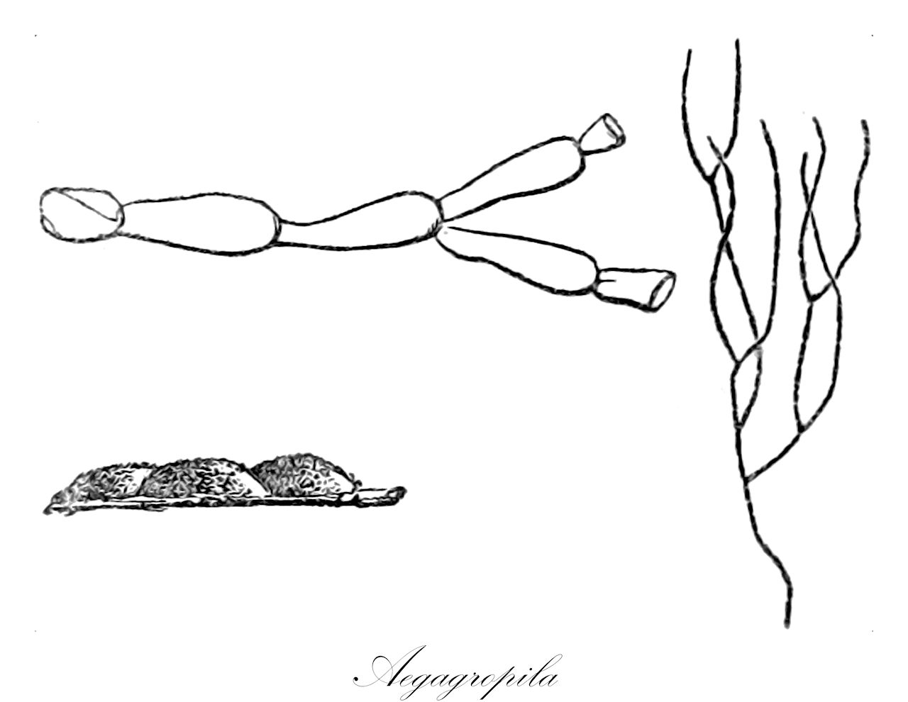 Aegagropila - Cladophoraceae,Biota,Plantae,Chlorophyta,Chlorophytina,Ulvophyceae,Cladophorales,Cladophoraceae,Aegagropila