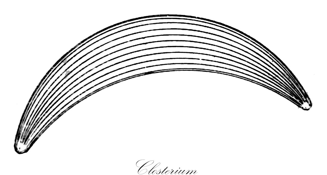 Closterium - Closteriaceae,Biota,Plantae,Charophyta,Conjugatophyceae,Desmidiales,Closteriaceae,Closterium