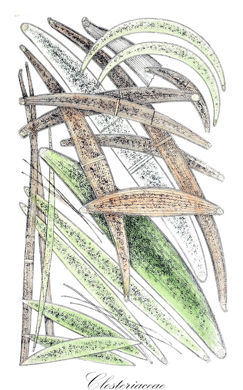 Closteriaceae - Charophyta,Biota,Plantae,Charophyta,Conjugatophyceae,Desmidiales,Closteriaceae