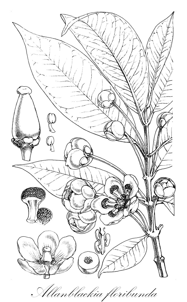 Allanblackia floribunda - Clusiaceae,Plantae,Pteridobiotina,Angiosperms,Malpighiales,Clusiaceae,Allanblackia,Allanblackia floribunda,Allanblackia klainei