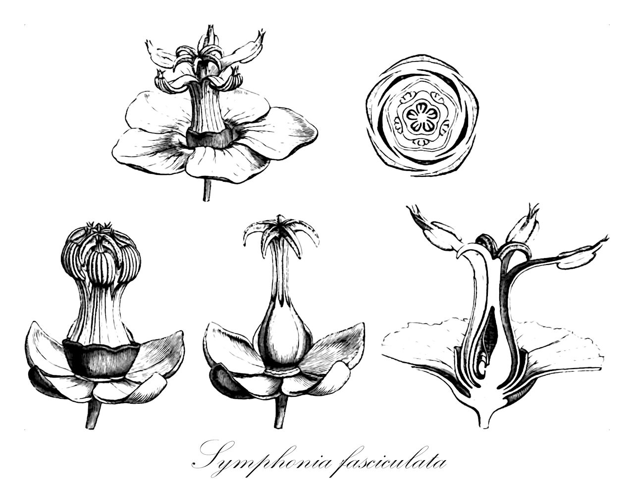 Symphonia fasciculata - Clusiaceae,Plantae,Pteridobiotina,Angiosperms,Malpighiales,Clusiaceae,Symphonia,Symphonia fasciculata,Chrysopia fasciculata, Chrysopia fasciculata, Symphonia fasciculata, Symphonia melleri