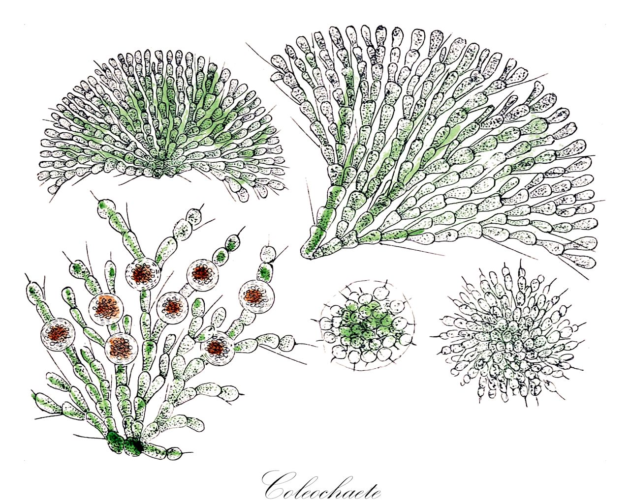 Coleochaete - Coleochaetaceae,Biota,Plantae,Charophyta,Coleochaetophyceae,Coleochaetales,Coleochaetaceae,Coleochaete,Phyllactidium