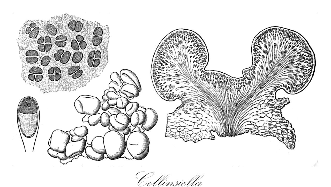 Collinsiella - Chlorophyta,Biota,Plantae,Chlorophyta,Chlorophytina,Ulvophyceae,Ulotrichales,Collinsiellaceae,Collinsiella