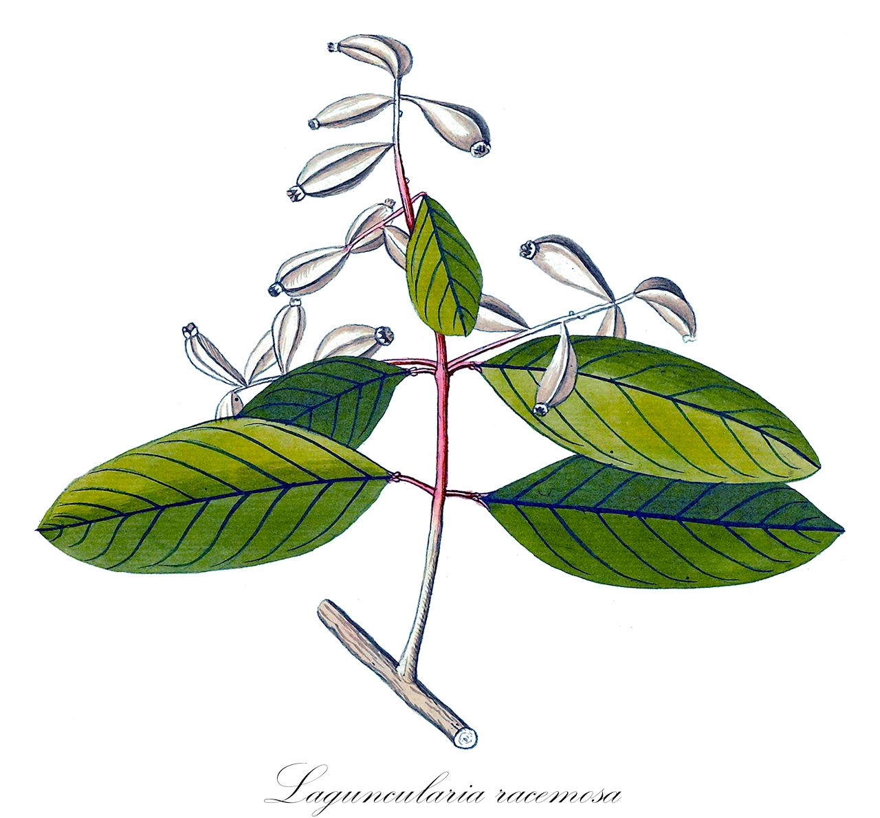 Laguncularia racemosa - Combretaceae,Plantae,Pteridobiotina,Angiosperms,Myrtales,Combretaceae,Laguncularia,Laguncularia racemosa,Conocarpus racemosus, Horau racemosus, Laguncularia glabriflora, Laguncularia martii, Laguncularia obovata, Laguncularia racemosa f. longifolia, Laguncularia racemosa var. glabriflora, Rhizaeris alba, Schousboea commutata