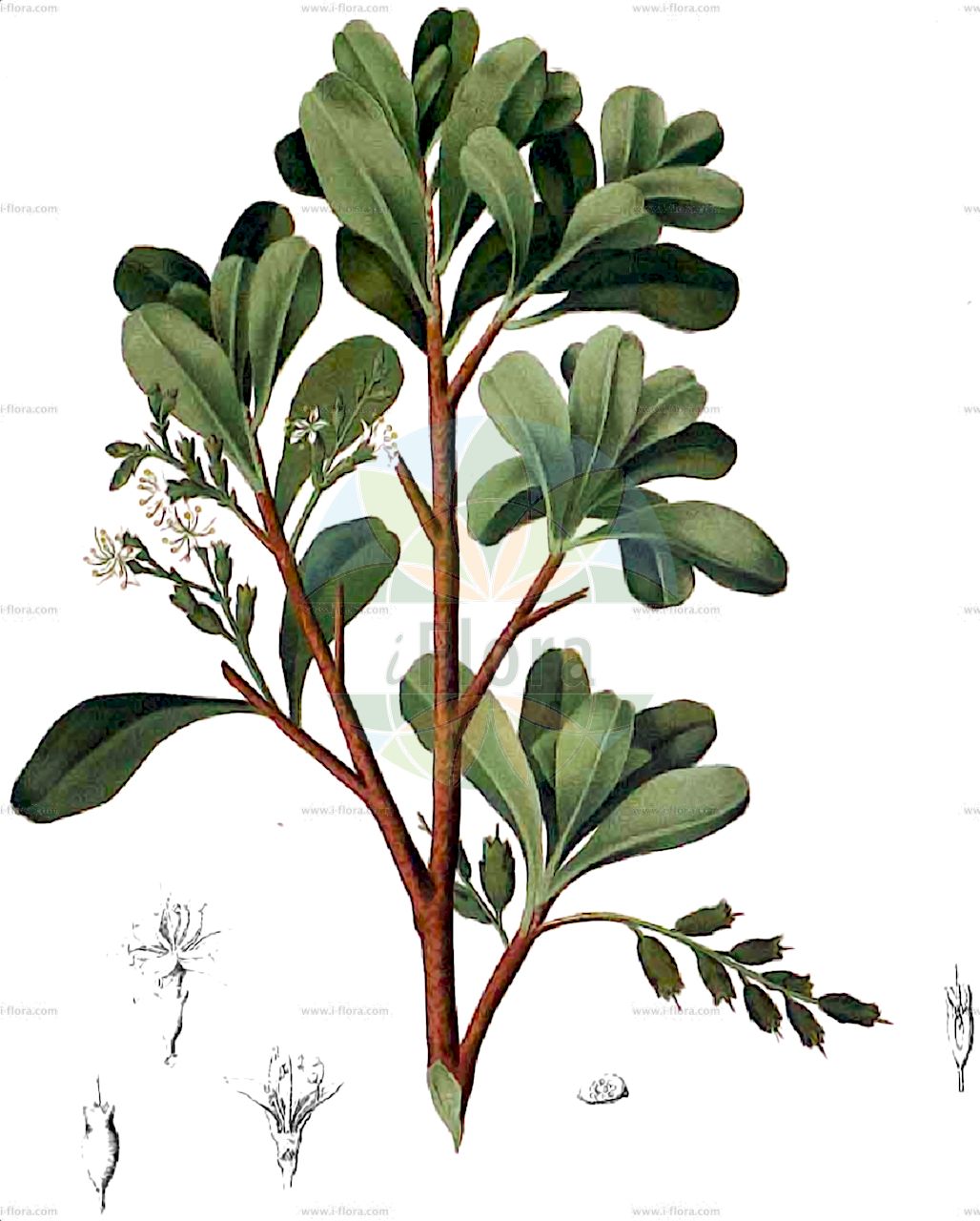 Lumnitzera racemosa - Combretaceae,Plantae,Pteridobiotina,Angiosperms,Myrtales,Combretaceae,Lumnitzera,Lumnitzera racemosa,Bruguiera obtusa, Jussiaea racemosa, Petaloma alternifolia, Rhizophora obtusa