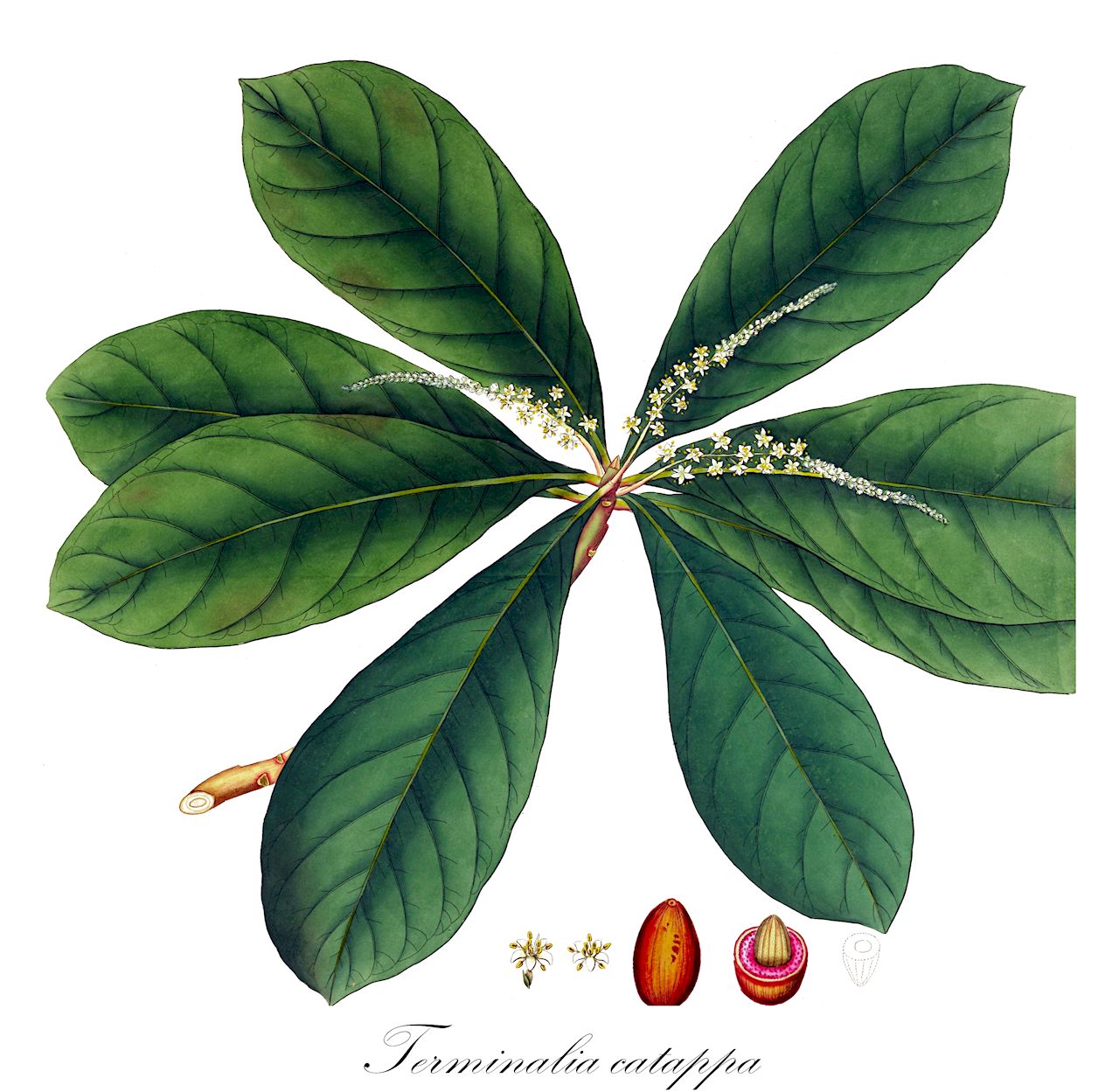 Terminalia catappa - Combretaceae,Plantae,Pteridobiotina,Angiosperms,Myrtales,Combretaceae,Terminalia,Terminalia catappa,Buceras catappa, Juglans catappa, Myrobalanus badamia, Myrobalanus catappa, Myrobalanus commersonii, Myrobalanus rubrigemmis, Terminalia badamia, Terminalia burmanica, Terminalia catappa var. chlorocarpa, Terminalia catappa var. macrocarpa, Terminalia catappa var. pubescens, Terminalia catappa var. rhodocarpa, Terminalia catappa var. subcordata, Terminalia intermedia, Terminalia kydiana, Terminalia latifolia, Terminalia mauritiana, Terminalia moluccana, Terminalia ovatifolia, Terminalia paraensis, Terminalia rubrigemmis, Terminalia subcordata,Almend;Indische Mandel;Indische Myrobalane;Katappenbaum