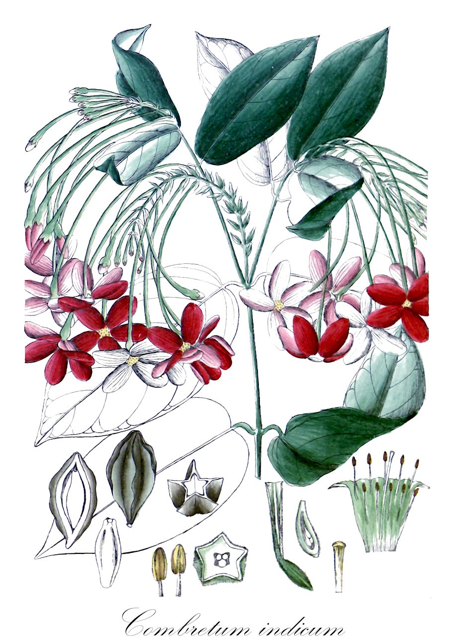 Combretum indicum - Combretaceae,Plantae,Pteridobiotina,Angiosperms,Myrtales,Combretaceae,Combretum,Combretum indicum,Kleinia quadricolor, Mekistus sinensis, Quisqualis ebracteata, Quisqualis glabra, Quisqualis grandiflora, Quisqualis indica, Quisqualis indica var. oxypetala, Quisqualis indica var. villosa, Quisqualis indica var. villosa, Quisqualis longiflora, Quisqualis loureiroi, Quisqualis madagascariensis, Quisqualis obovata, Quisqualis pubescens, Quisqualis sinensis, Quisqualis spinosa, Quisqualis villosa,Fadenröhre;Sonderling