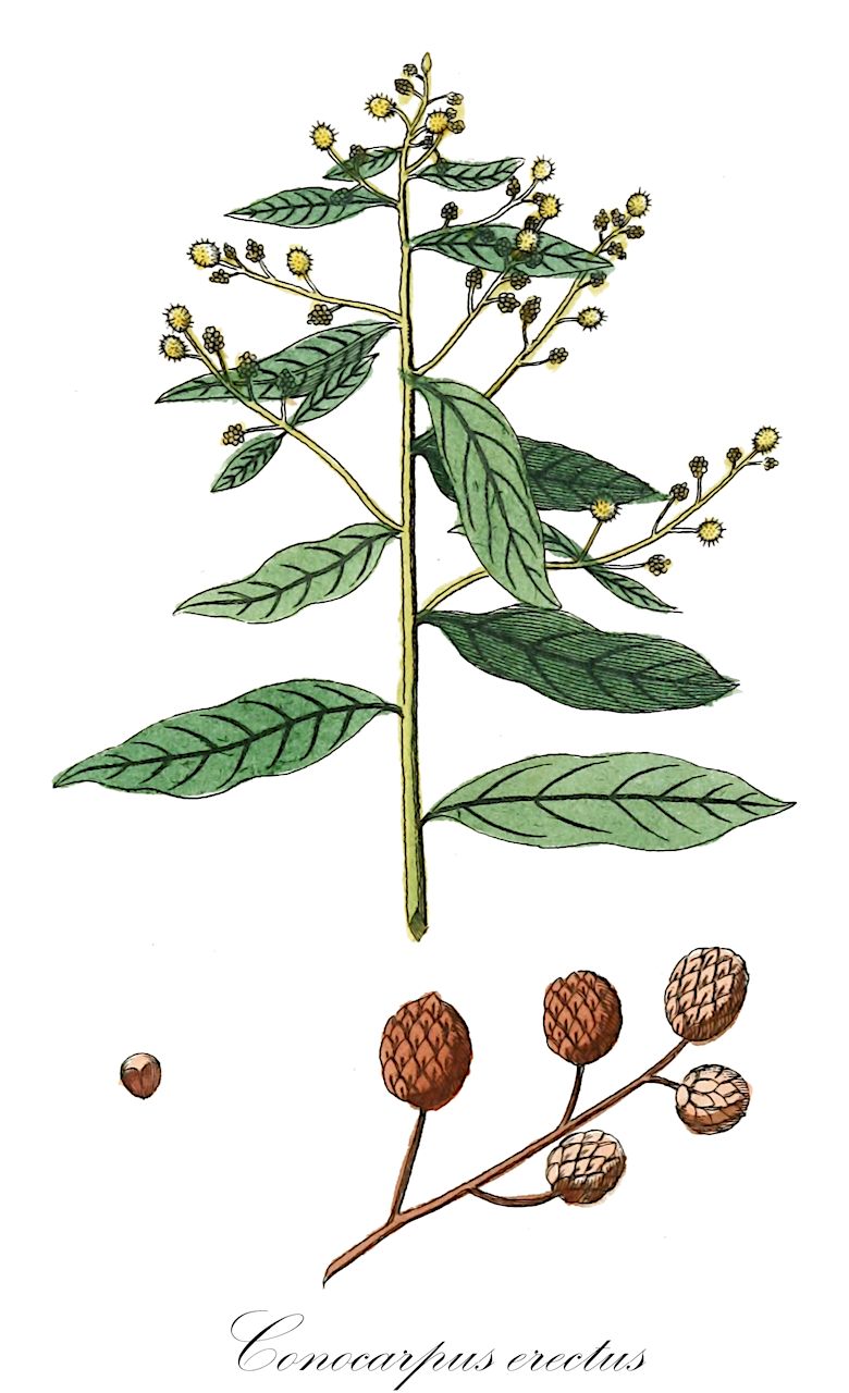 Conocarpus erectus - Combretaceae,Plantae,Pteridobiotina,Angiosperms,Myrtales,Combretaceae,Conocarpus,Conocarpus erectus,Conocarpus acutifolius, Conocarpus erectus f. erectus, Conocarpus erectus f. sericeus, Conocarpus erectus var. arboreus, Conocarpus erectus var. argenteus, Conocarpus erectus var. erectus, Conocarpus erectus var. procumbens, Conocarpus erectus var. sericeus, Conocarpus erectus var. sericeus, Conocarpus procumbens, Conocarpus pubescens, Conocarpus sericeus, Conocarpus sericeus, Conocarpus supina, Terminalia erecta, Terminalia erecta var. procumbens