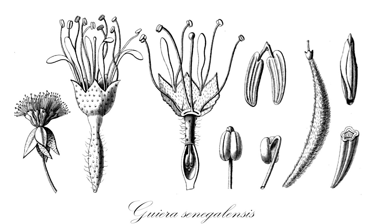 Guiera senegalensis - Combretaceae,Plantae,Pteridobiotina,Angiosperms,Myrtales,Combretaceae,Guiera,Guiera senegalensis,Guiera glandulosa