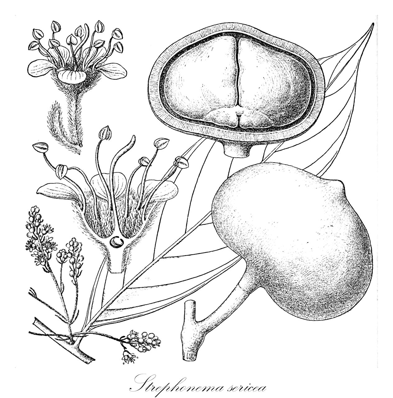 Strephonema sericea - Combretaceae,Plantae,Pteridobiotina,Angiosperms,Myrtales,Combretaceae,Strephonema,Strephonema sericea,Strephonema gilletii