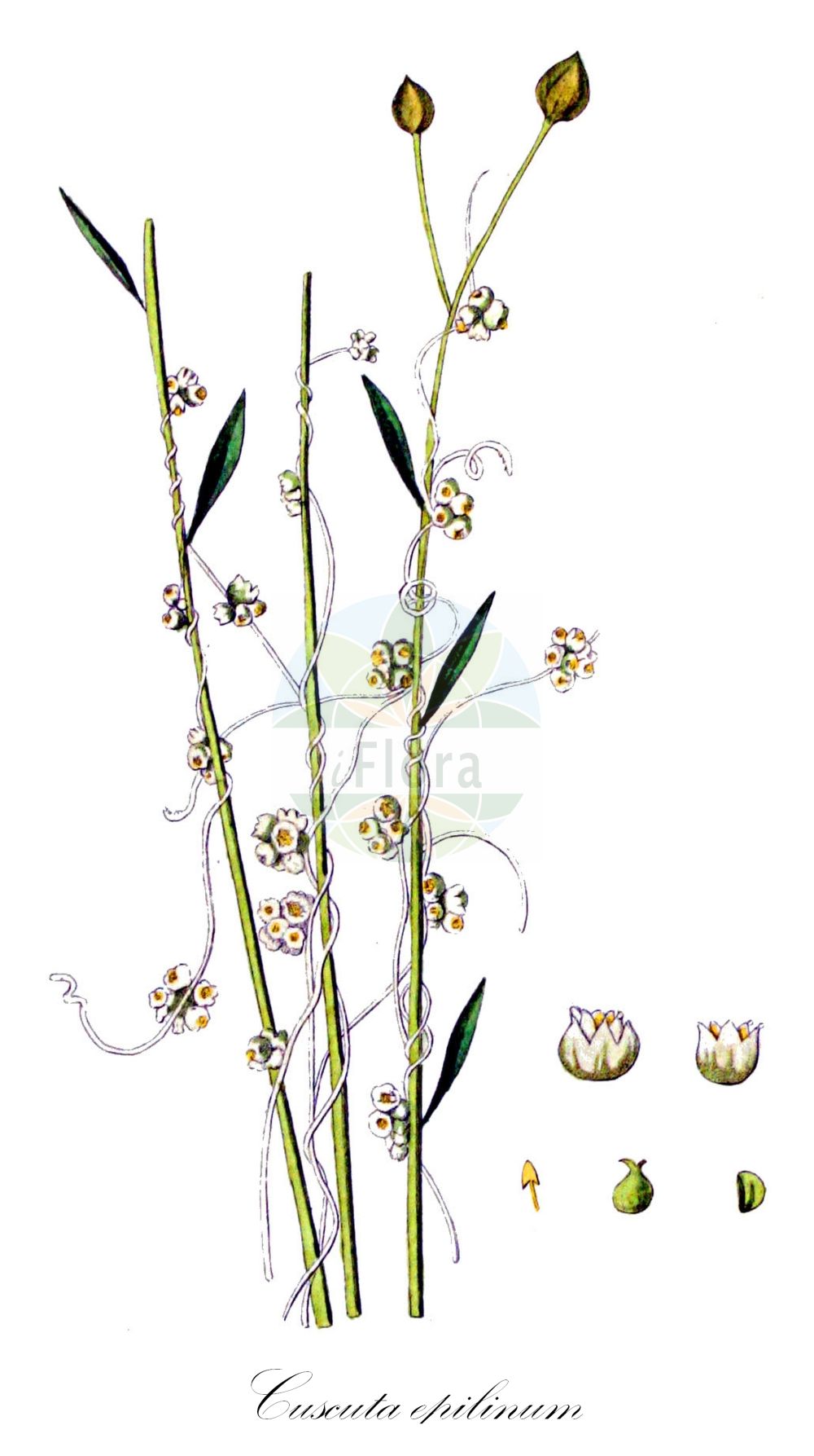 Historische Abbildung von Cuscuta epilinum (Flachs-Seide - Flax Dodder). Das Bild zeigt Blatt, Bluete, Frucht und Same. ---- Historical Drawing of Cuscuta epilinum (Flachs-Seide - Flax Dodder). The image is showing leaf, flower, fruit and seed.(Cuscuta epilinum,Flachs-Seide,Flax Dodder,Cuscuta epilinum,Flachs-Seide,Flachs-Teufelszwirn,Lein-Seide,Flax Dodder,Cuscuta,Seide,Dodder,Convolvulaceae,Windengewächse,Bindweed family,Blatt,Bluete,Frucht,Same,leaf,flower,fruit,seed,Kops (1800-1934))