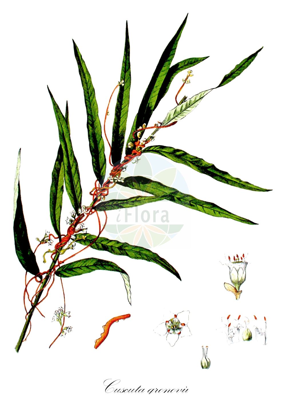 Historische Abbildung von Cuscuta gronovii (Gronovius Seide - Scaldweed). Das Bild zeigt Blatt, Bluete, Frucht und Same. ---- Historical Drawing of Cuscuta gronovii (Gronovius Seide - Scaldweed). The image is showing leaf, flower, fruit and seed.(Cuscuta gronovii,Gronovius Seide,Scaldweed,Cuscuta gronovii,Grammica gronovii,Gronovius Seide,Gronovius-Seide,Warzige Seide,Scaldweed,Gronovius Dodder,Swamp Dodder,Cuscuta,Seide,Dodder,Convolvulaceae,Windengewächse,Bindweed family,Blatt,Bluete,Frucht,Same,leaf,flower,fruit,seed,Kops (1800-1934))