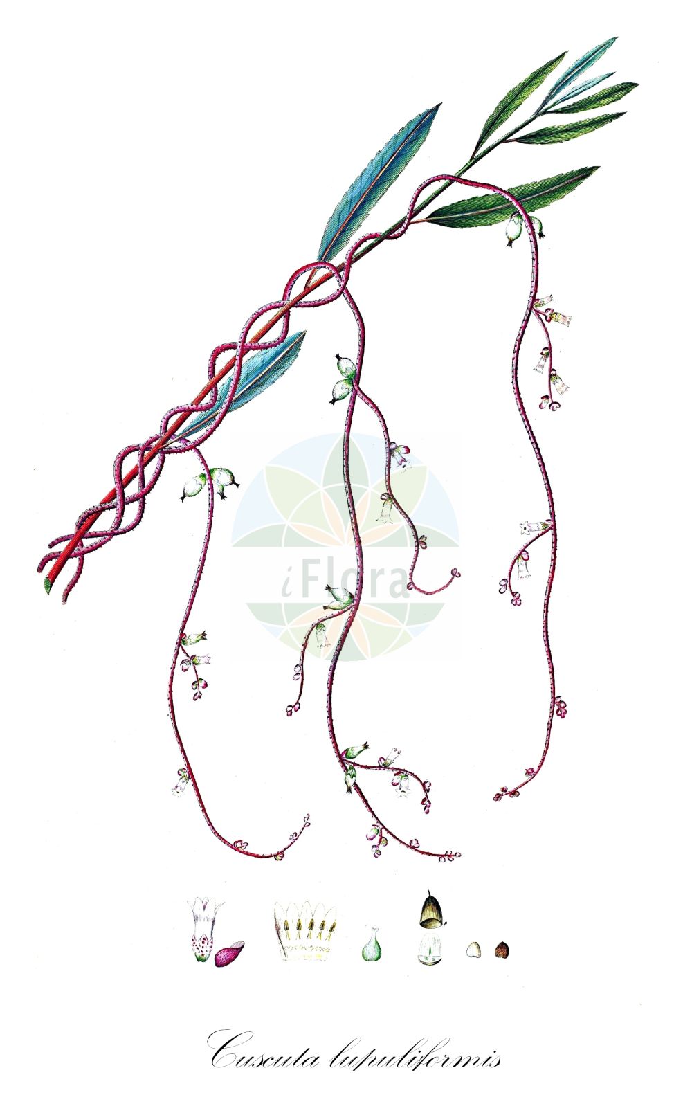 Historische Abbildung von Cuscuta lupuliformis (Pappel-Seide - Hop Dodder). Das Bild zeigt Blatt, Bluete, Frucht und Same. ---- Historical Drawing of Cuscuta lupuliformis (Pappel-Seide - Hop Dodder). The image is showing leaf, flower, fruit and seed.(Cuscuta lupuliformis,Pappel-Seide,Hop Dodder,Cuscuta lupuliformis,Monogynella lupuliformis,Pappel-Seide,Baum-Seide,Hop Dodder,Willow Dodder,Cuscuta,Seide,Dodder,Convolvulaceae,Windengewächse,Bindweed family,Blatt,Bluete,Frucht,Same,leaf,flower,fruit,seed,Oeder (1761-1883))