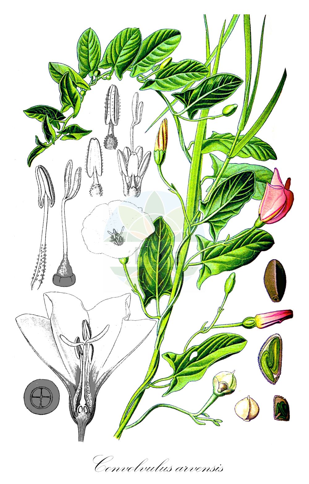 Historische Abbildung von Convolvulus arvensis (Acker-Winde - Field Bindweed). Das Bild zeigt Blatt, Bluete, Frucht und Same. ---- Historical Drawing of Convolvulus arvensis (Acker-Winde - Field Bindweed). The image is showing leaf, flower, fruit and seed.(Convolvulus arvensis,Acker-Winde,Field Bindweed,Convolvulus arvensis,Convolvulus auriculatus,Convolvulus cherleri,Convolvulus corsicus,Acker-Winde,Field Bindweed,Gray Bindweed,Cornbine,Field Morning Glory,Possession Vine,Small Bindweed,Convolvulus,Winde,Bindweed,Convolvulaceae,Windengewächse,Bindweed family,Blatt,Bluete,Frucht,Same,leaf,flower,fruit,seed,Thomé (1885))