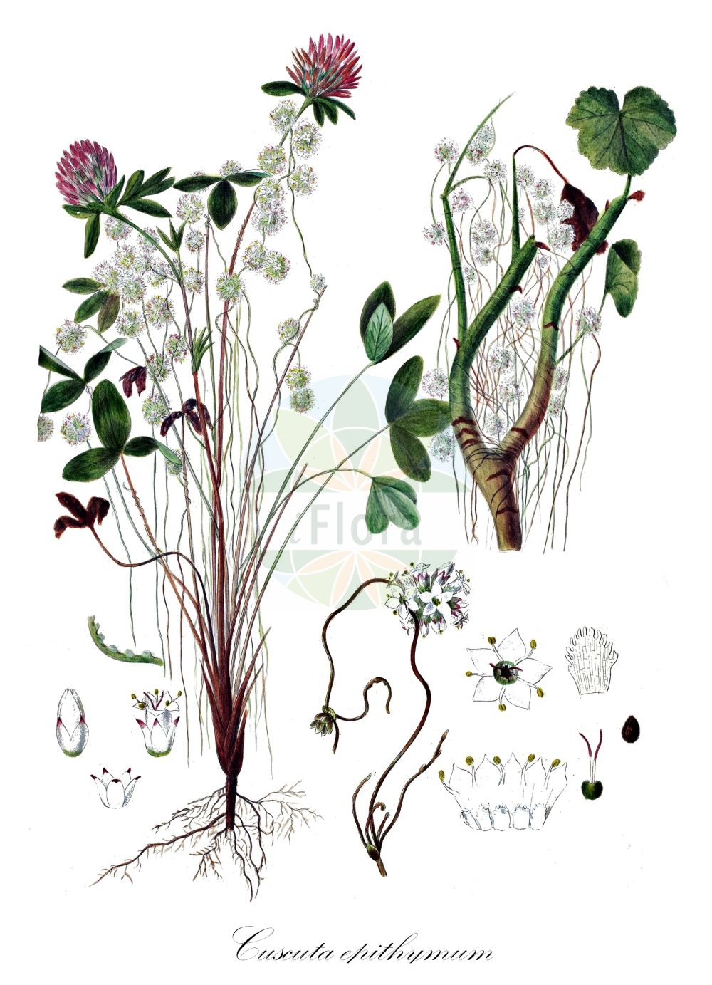 Historische Abbildung von Cuscuta epithymum (Quendel-Seide - Dodder). Das Bild zeigt Blatt, Bluete, Frucht und Same. ---- Historical Drawing of Cuscuta epithymum (Quendel-Seide - Dodder). The image is showing leaf, flower, fruit and seed.(Cuscuta epithymum,Quendel-Seide,Dodder,Cuscuta acutiflora,Cuscuta alba,Cuscuta barbuvea,Cuscuta calliopes,Cuscuta epithymum,Cuscuta godronii,Cuscuta prodanii,Cuscuta stenoloba,Cuscuta subulata,Cuscuta trifolii,Cuscuta zizyphi-loti,Quendel-Seide,Gewoehnliche Quendel-Seide,Klee-Seide,Thymian-Seide,Dodder,Clover Dodder,Common Dodder,Cuscuta,Seide,Dodder,Convolvulaceae,Windengewächse,Bindweed family,Blatt,Bluete,Frucht,Same,leaf,flower,fruit,seed,Oeder (1761-1883))