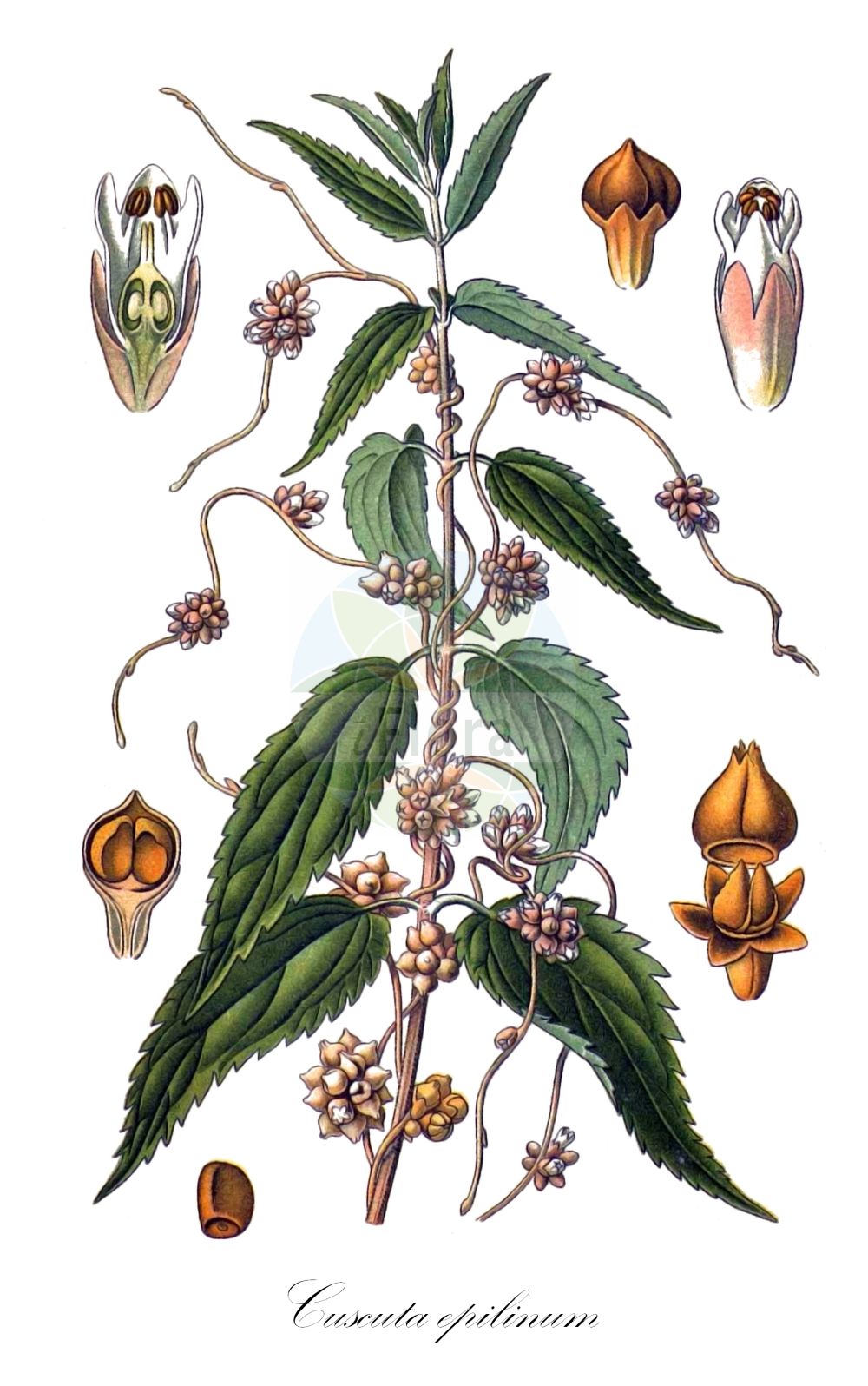 Historische Abbildung von Cuscuta epilinum (Flachs-Seide - Flax Dodder). ---- Historical Drawing of Cuscuta epilinum (Flachs-Seide - Flax Dodder).(Cuscuta epilinum,Flachs-Seide,Flax Dodder,Cuscuta epilinum,Flachs-Seide,Flachs-Teufelszwirn,Lein-Seide,Flax Dodder,Cuscuta,Seide,Dodder,Convolvulaceae,Windengewächse,Bindweed family,Masclef (1890-1893))
