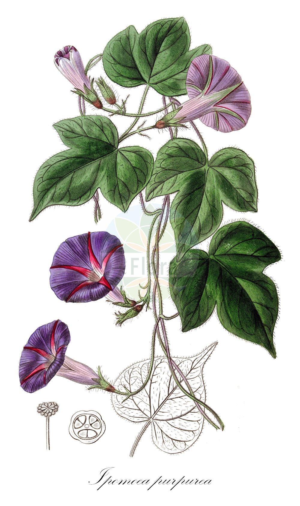 Historische Abbildung von Ipomoea purpurea. ---- Historical Drawing of Ipomoea purpurea.(Ipomoea purpurea,Convolvulus purpureus,Ipomoea purpurea,Pharbitis hispida,Pharbitis purpurea,Ipomoea,Convolvulaceae,Windengewächse,Bindweed family,Edwards Botanical Register (1829-1847))