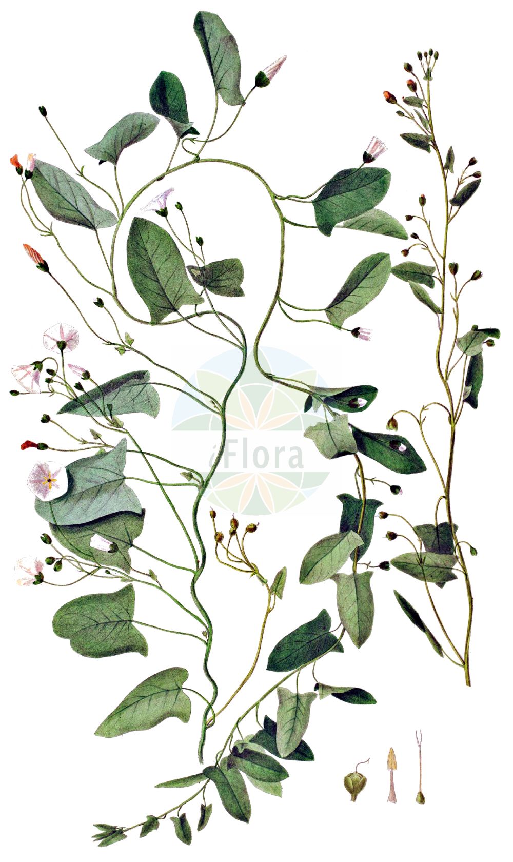 Historische Abbildung von Convolvulus arvensis (Acker-Winde - Field Bindweed). Das Bild zeigt Blatt, Bluete, Frucht und Same. ---- Historical Drawing of Convolvulus arvensis (Acker-Winde - Field Bindweed). The image is showing leaf, flower, fruit and seed.(Convolvulus arvensis,Acker-Winde,Field Bindweed,Convolvulus arvensis,Convolvulus auriculatus,Convolvulus cherleri,Convolvulus corsicus,Acker-Winde,Field Bindweed,Gray Bindweed,Cornbine,Field Morning Glory,Possession Vine,Small Bindweed,Convolvulus,Winde,Bindweed,Convolvulaceae,Windengewächse,Bindweed family,Blatt,Bluete,Frucht,Same,leaf,flower,fruit,seed,Oeder (1761-1883))