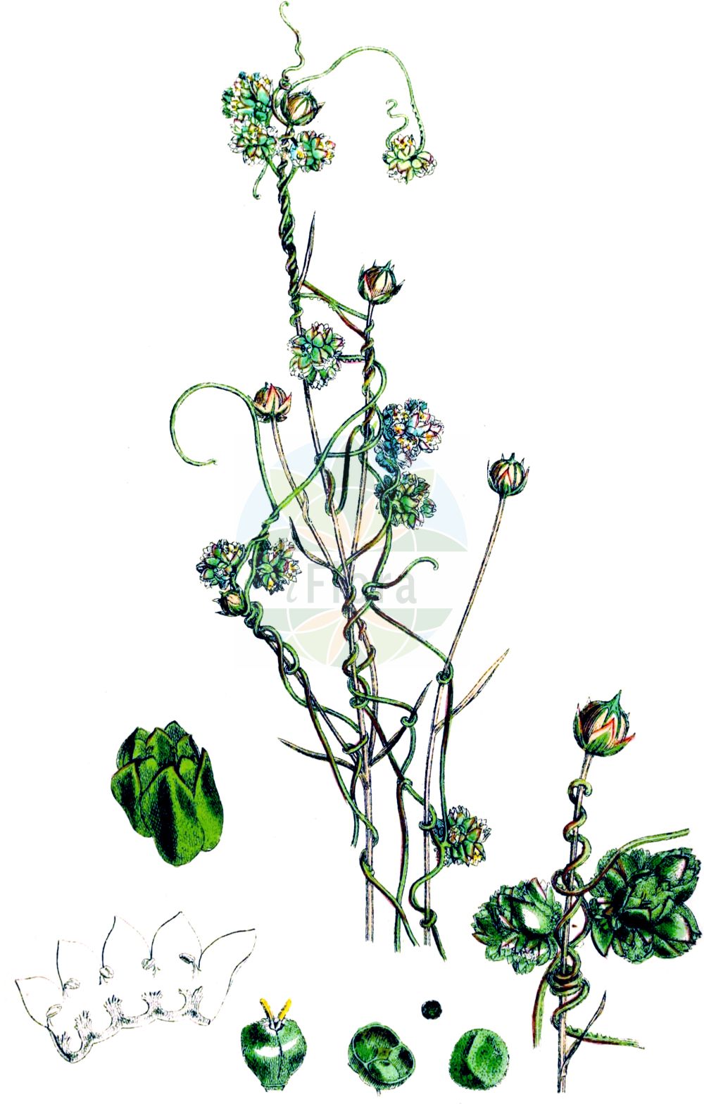 Historische Abbildung von Cuscuta epilinum (Flachs-Seide - Flax Dodder). Das Bild zeigt Blatt, Bluete, Frucht und Same. ---- Historical Drawing of Cuscuta epilinum (Flachs-Seide - Flax Dodder). The image is showing leaf, flower, fruit and seed.(Cuscuta epilinum,Flachs-Seide,Flax Dodder,Cuscuta epilinum,Flachs-Seide,Flachs-Teufelszwirn,Lein-Seide,Flax Dodder,Cuscuta,Seide,Dodder,Convolvulaceae,Windengewächse,Bindweed family,Blatt,Bluete,Frucht,Same,leaf,flower,fruit,seed,Sowerby (1790-1813))