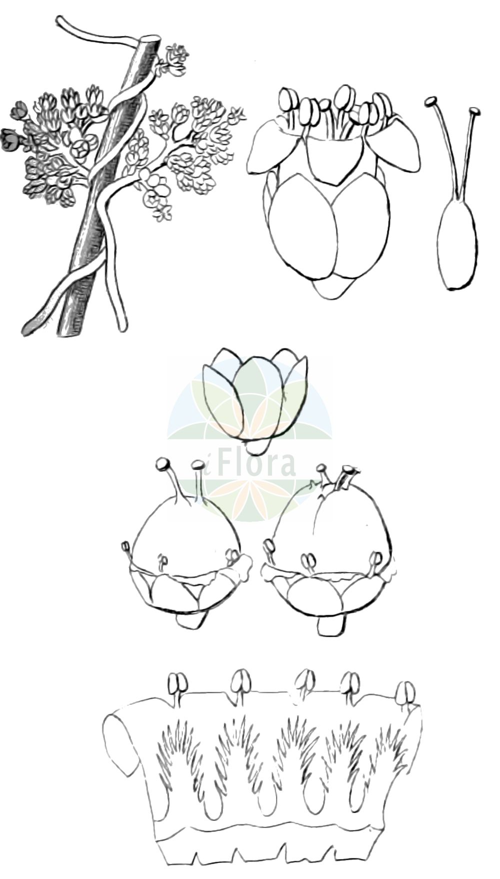 Historische Abbildung von Cuscuta gronovii (Gronovius Seide - Scaldweed). Das Bild zeigt Blatt, Bluete, Frucht und Same. ---- Historical Drawing of Cuscuta gronovii (Gronovius Seide - Scaldweed). The image is showing leaf, flower, fruit and seed.(Cuscuta gronovii,Gronovius Seide,Scaldweed,Cuscuta gronovii,Grammica gronovii,Gronovius Seide,Gronovius-Seide,Warzige Seide,Scaldweed,Gronovius Dodder,Swamp Dodder,Cuscuta,Seide,Dodder,Convolvulaceae,Windengewächse,Bindweed family,Blatt,Bluete,Frucht,Same,leaf,flower,fruit,seed)