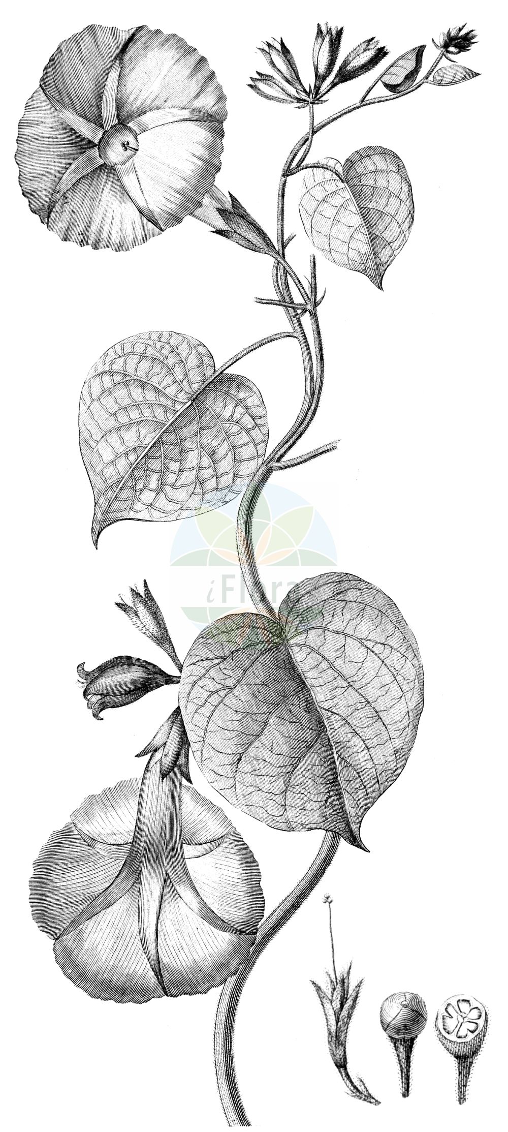 Historische Abbildung von Ipomoea purpurea. Das Bild zeigt Blatt, Bluete, Frucht und Same. ---- Historical Drawing of Ipomoea purpurea. The image is showing leaf, flower, fruit and seed.(Ipomoea purpurea,Convolvulus purpureus,Ipomoea purpurea,Pharbitis hispida,Pharbitis purpurea,Ipomoea,Convolvulaceae,Windengewächse,Bindweed family,Blatt,Bluete,Frucht,Same,leaf,flower,fruit,seed,Pavón y Jiménez-Villanueva & Ruiz López (1798))