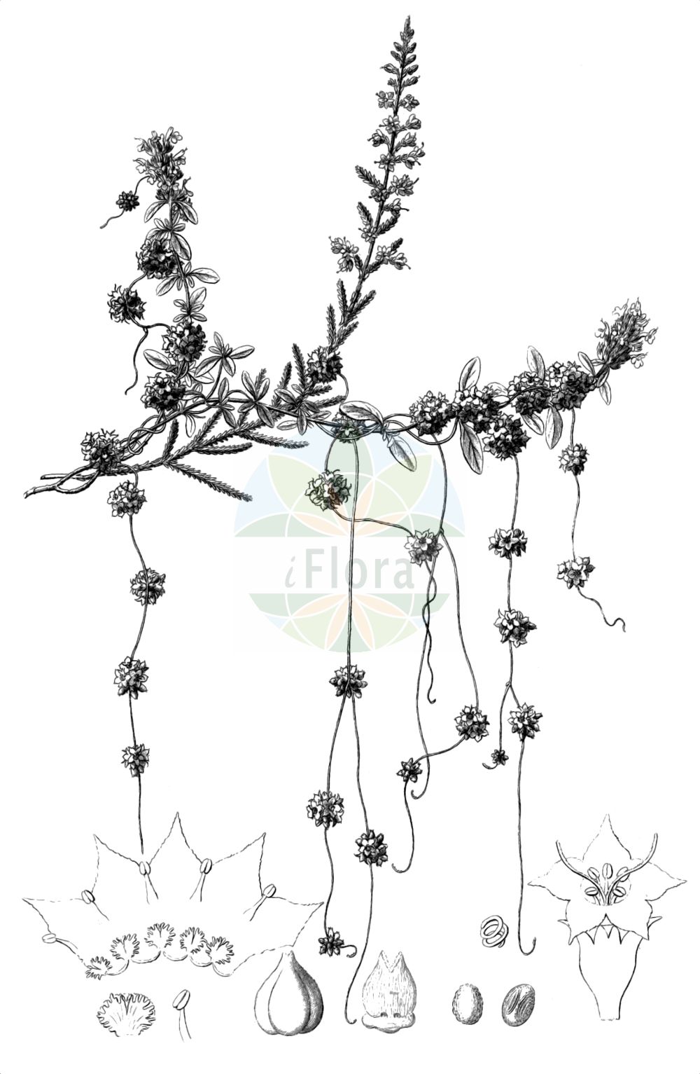 Historische Abbildung von Cuscuta epithymum (Quendel-Seide - Dodder). Das Bild zeigt Blatt, Bluete, Frucht und Same. ---- Historical Drawing of Cuscuta epithymum (Quendel-Seide - Dodder). The image is showing leaf, flower, fruit and seed.(Cuscuta epithymum,Quendel-Seide,Dodder,Cuscuta acutiflora,Cuscuta alba,Cuscuta barbuvea,Cuscuta calliopes,Cuscuta epithymum,Cuscuta godronii,Cuscuta prodanii,Cuscuta stenoloba,Cuscuta subulata,Cuscuta trifolii,Cuscuta zizyphi-loti,Quendel-Seide,Gewoehnliche Quendel-Seide,Klee-Seide,Thymian-Seide,Dodder,Clover Dodder,Common Dodder,Cuscuta,Seide,Dodder,Convolvulaceae,Windengewächse,Bindweed family,Blatt,Bluete,Frucht,Same,leaf,flower,fruit,seed,Reichenbach (1823-1832))