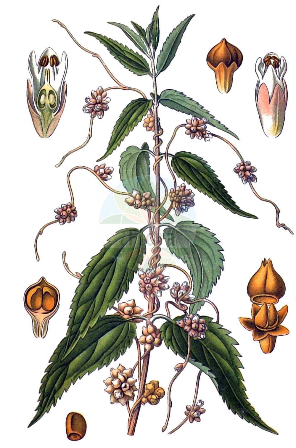 Historische Abbildung von Cuscuta epilinum (Flachs-Seide - Flax Dodder). Das Bild zeigt Blatt, Bluete, Frucht und Same. ---- Historical Drawing of Cuscuta epilinum (Flachs-Seide - Flax Dodder). The image is showing leaf, flower, fruit and seed.(Cuscuta epilinum,Flachs-Seide,Flax Dodder,Cuscuta epilinum,Flachs-Seide,Flachs-Teufelszwirn,Lein-Seide,Flax Dodder,Cuscuta,Seide,Dodder,Convolvulaceae,Windengewächse,Bindweed family,Blatt,Bluete,Frucht,Same,leaf,flower,fruit,seed,Masclef (1890-1893))
