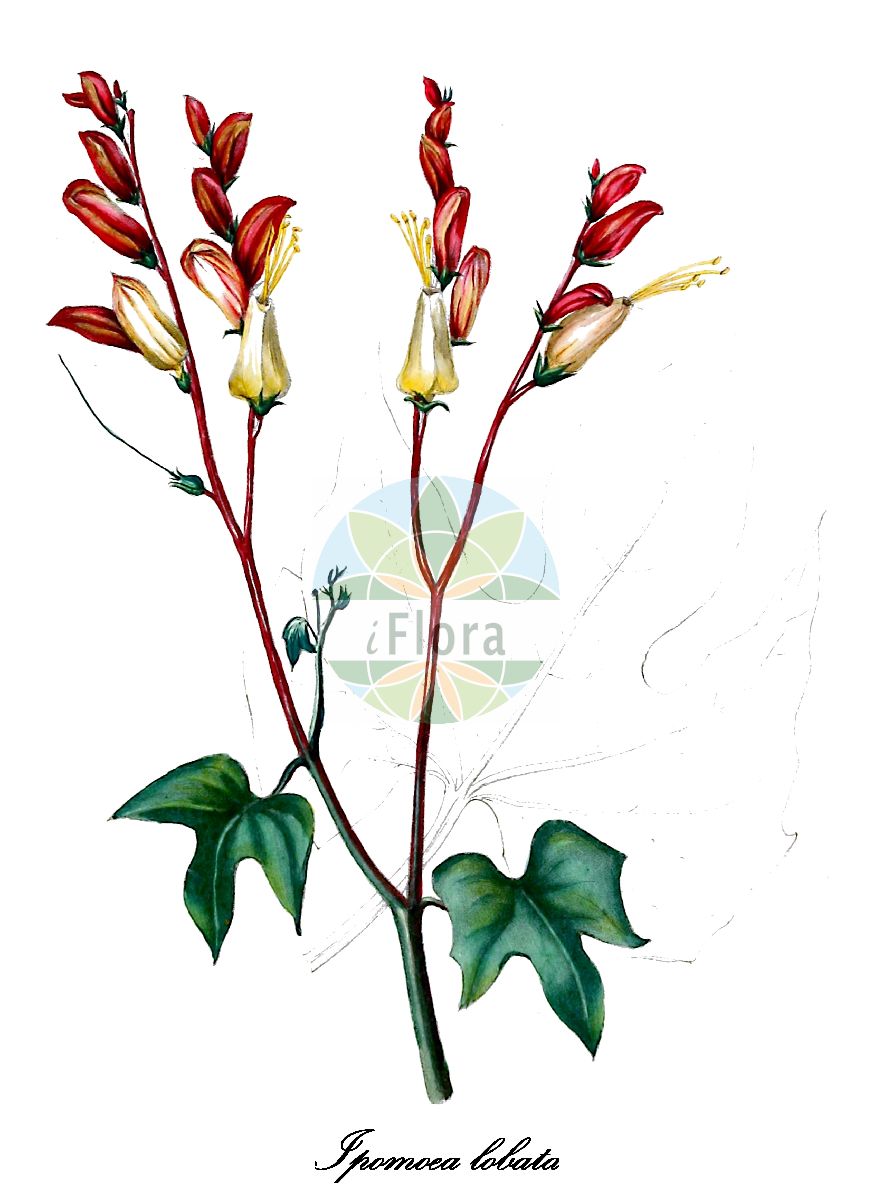 Historische Abbildung von Ipomoea lobata (Gelappte Prunkwinde). Das Bild zeigt Blatt, Bluete, Frucht und Same. ---- Historical Drawing of Ipomoea lobata (Gelappte Prunkwinde). The image is showing leaf, flower, fruit and seed.(Ipomoea lobata,Gelappte Prunkwinde,Ipomoea,Prunkwinde,Convolvulaceae,Windengewächse,Bindweed family,Blatt,Bluete,Frucht,Same,leaf,flower,fruit,seed,Herbier général de l’amateur (1839-1850))