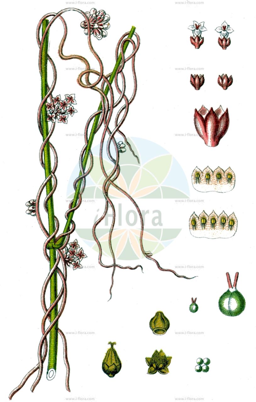 Cuscuta europaea - Convolvulaceae,Plantae,Pteridobiotina,Angiosperms,Solanales,Convolvulaceae,Cuscuta,Cuscuta europaea,Cuscuta capillaris, Cuscuta europaea subsp. halophyta, Cuscuta filiformis, Cuscuta tetrandra, Cuscuta urceolata, Cuscuta viciae, Cuscuta vulgaris,Europäische Seide;Gewöhnliche Europäische Seide;Hecken-Seide;Hopfen-Seide;Wicken-Seide;Gewöhnliche Nessel-Seide;Nessel-Seide;greater dodder;large dodder;nettle dodder;Cuscute d'Europe;cuscute majeure;grande cuscute;rache majeure;rache d'Europe;cabellos de Venus;cabellos de monte;cuscuta;Cuscuta europea;carpaterra;cuscuta grande;lino ginestro;provins-ros;groot warkruid;европейская повилика;повилика европейская;bostanbozan;kuskuta e evropës;rroth;teli i dreqit;cabell;tinya;europska vilina kosa;priem-vetmuur;nässelsnärja;nælde-silke;kanianka europejska;kanianka pospolita;kushiro-ne-nashi-kazura;クシロネナシカズラ;navadna predenica;közönséges aranka;kokotice evropská;torţel;kukučina európska;повитиця викова;повитиця європейська;европейска кукувича прежда;harilik võrm;Eiropas vija;neslesnyltetråd;humalanvieras;вилина косица;европска виилина косица;keshut koteshi;כְּשׁוּת קוֹטְשִׁי;paprastasis brantas;ōu zhōu tù sī zǐ;欧洲菟丝子