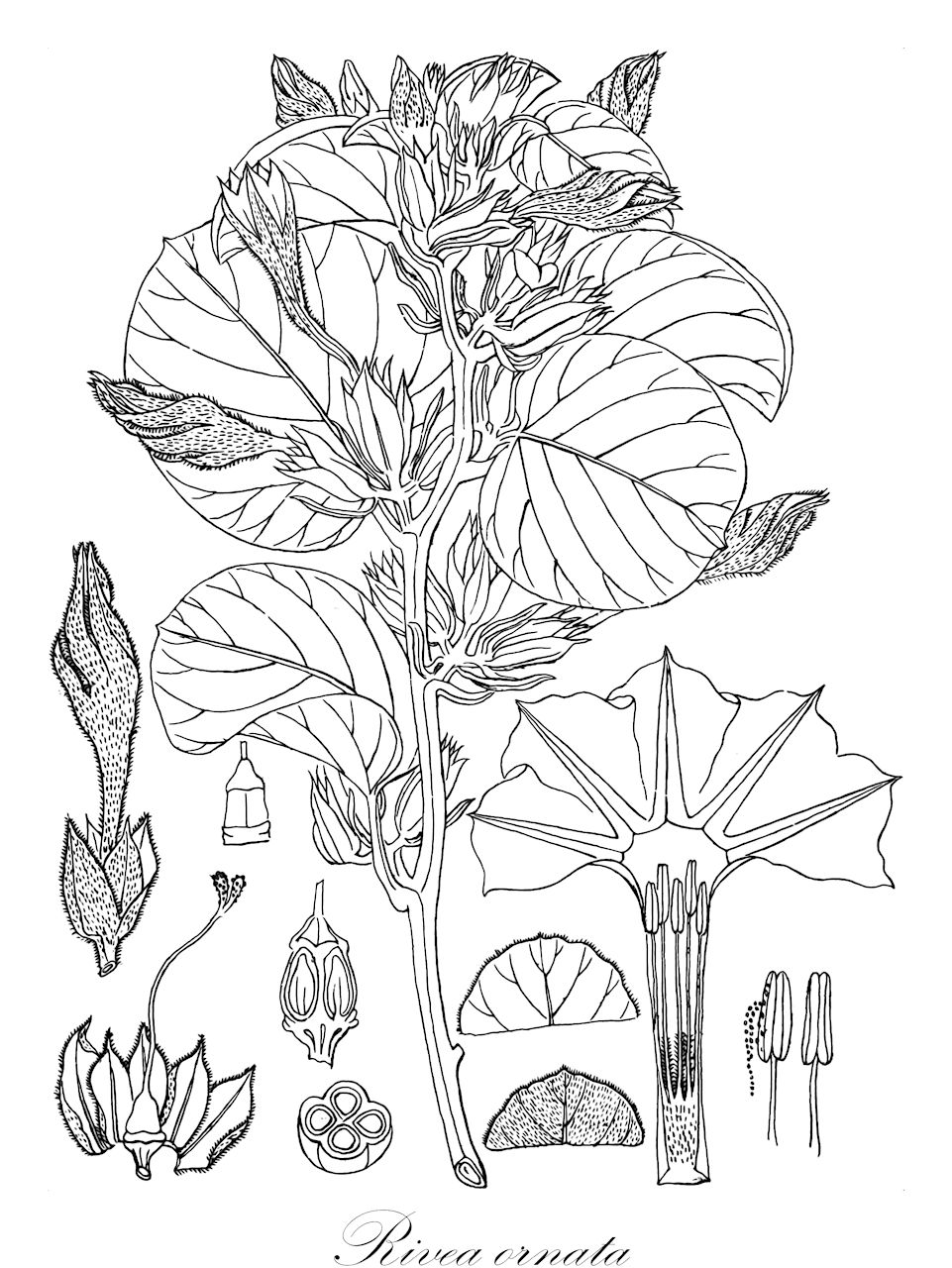 Rivea ornata - Convolvulaceae,Plantae,Pteridobiotina,Angiosperms,Solanales,Convolvulaceae,Rivea,Rivea ornata,Argyreia ornata, Rivea clarkeana, Rivea laotica, Rivea roxburghii